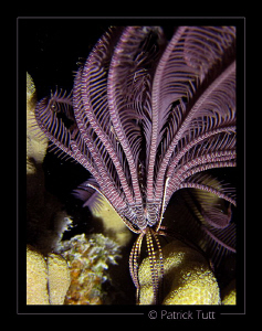 Nigth dive in Marsa Shagra - Egypt - Canon S90 with hand ... by Patrick Tutt 